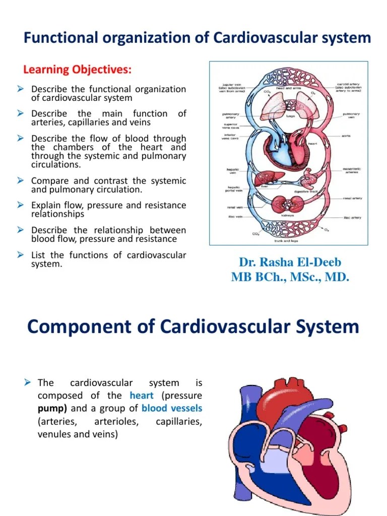 Functional Organization of Cardiovascular System Heart Valve