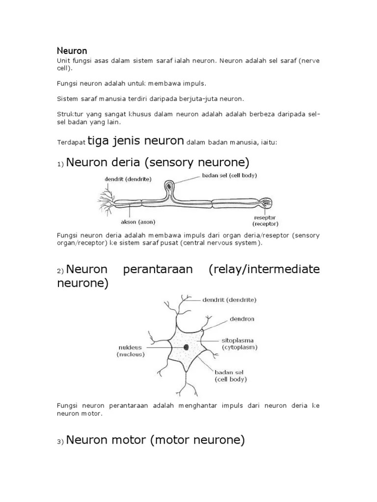 Neuron | PDF