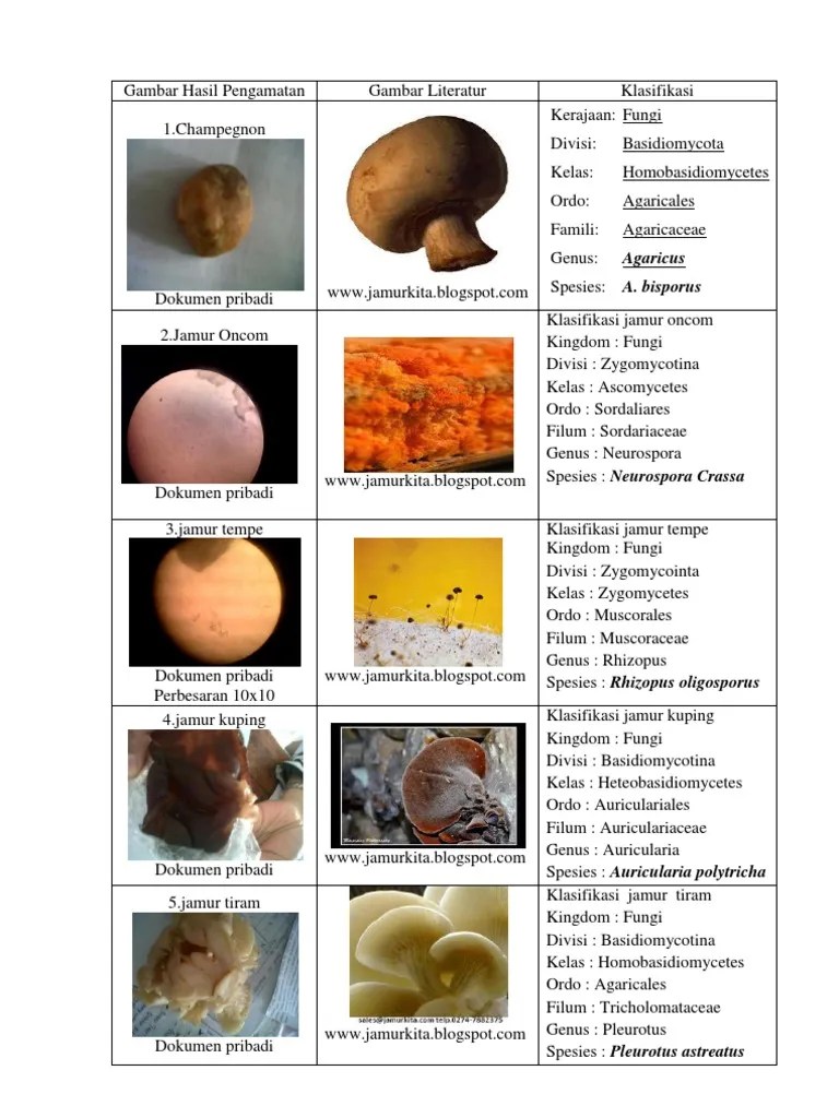 Gambar Hasil Pengamatan | PDF