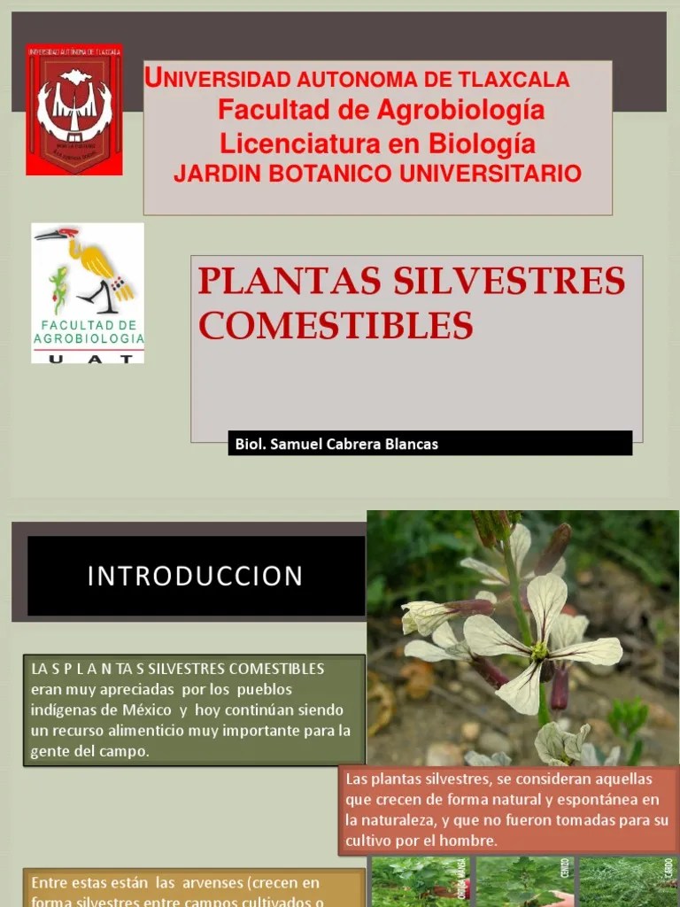 Plantas Silvestres Comestibles de Mexico Cocina mexicana Alimentos