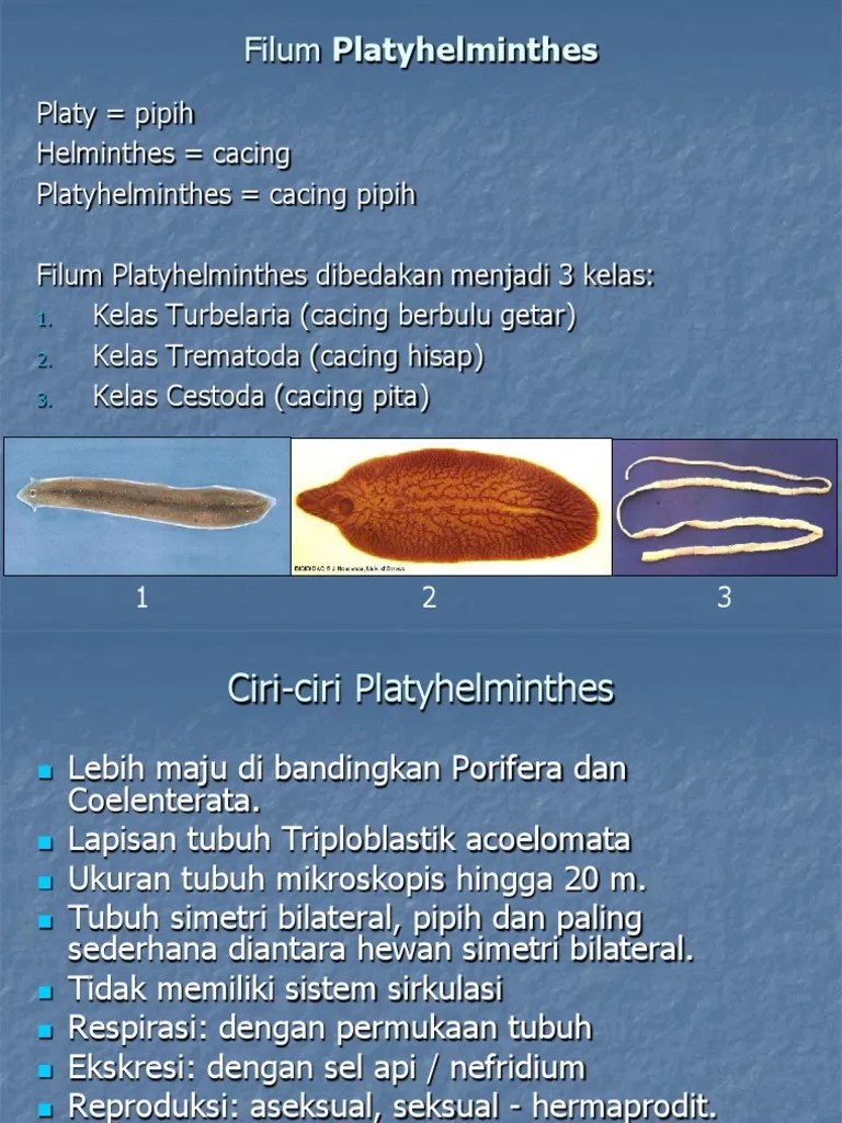 Cacing Kelas X | PDF