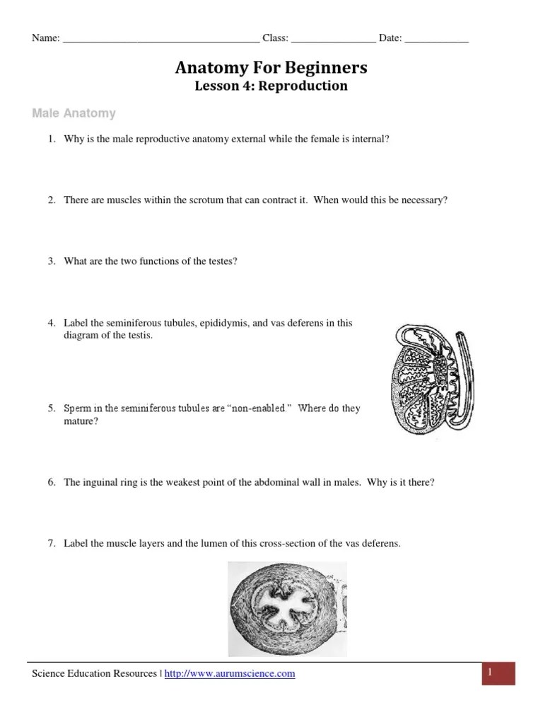 Anatomy for Beginners Reproduction Worksheet Testicle