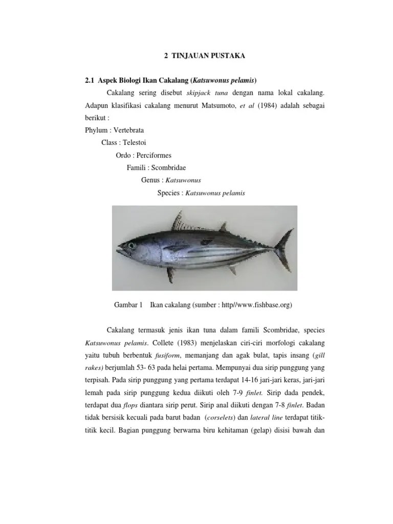 Ikan Cakalang.pdf