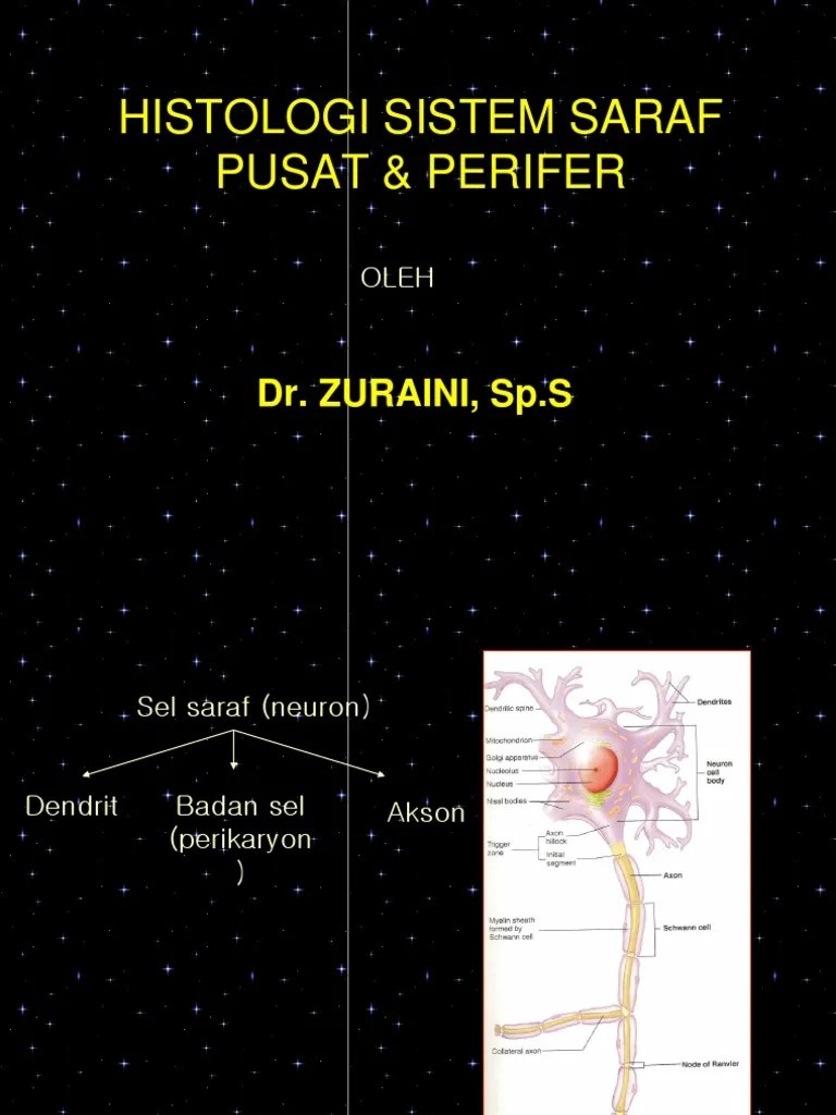Histologi Sistem Saraf Pusat & Perifer