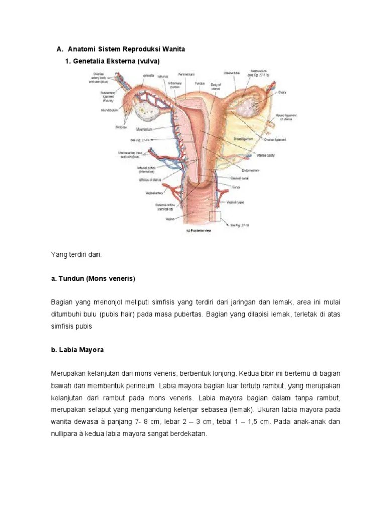 Anatomi Sistem Reproduksi Wanita