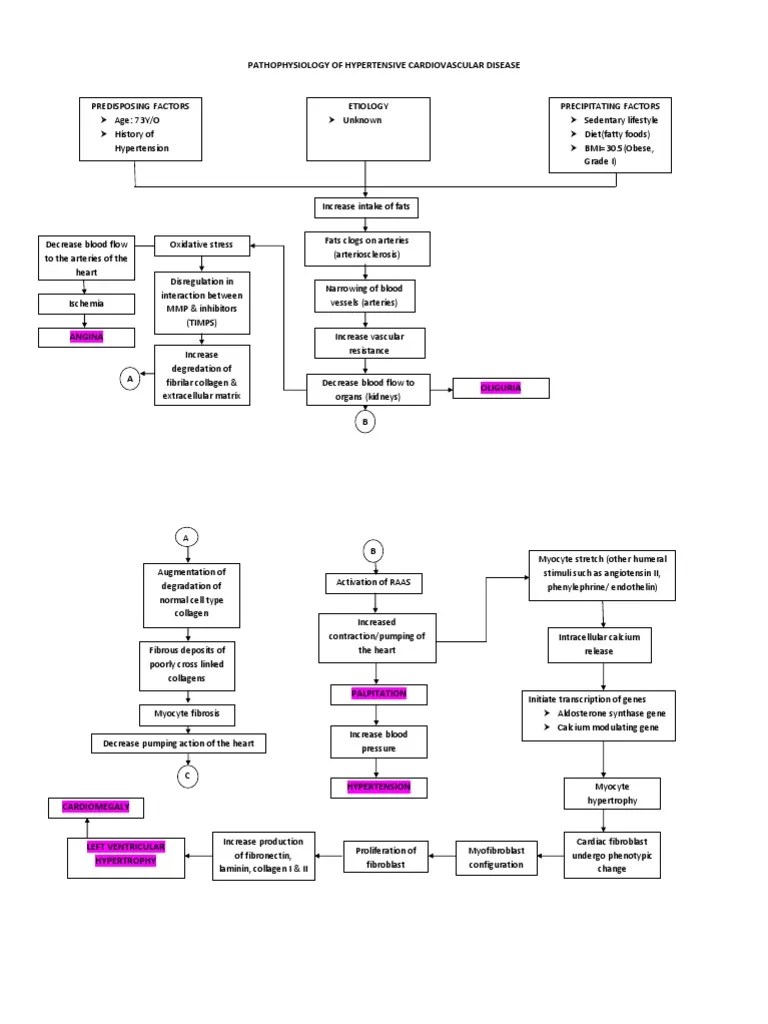 Pathophysiology of Hypertensive Cardiovascular Disease