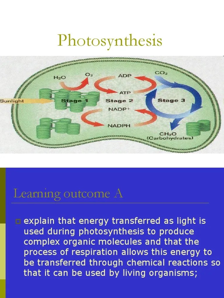 Photosynthesis Photosynthesis Chlorophyll