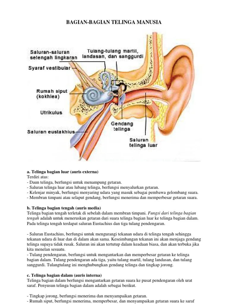 Bagian2 Telinga