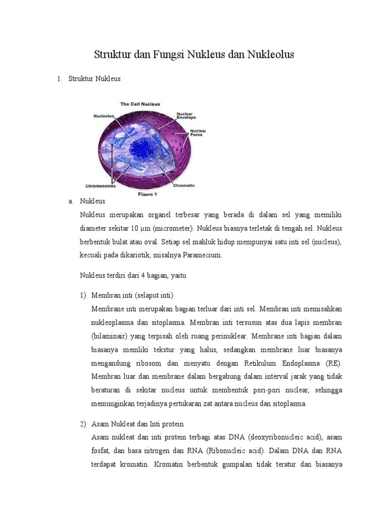 Struktur Dan Fungsi Nukleus Dan Nukleolus | PDF
