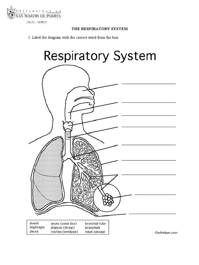 The Respiratory System Worksheet
