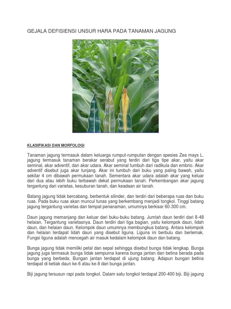Gejala Defisiensi Unsur Hara Pada Tanaman Jagung