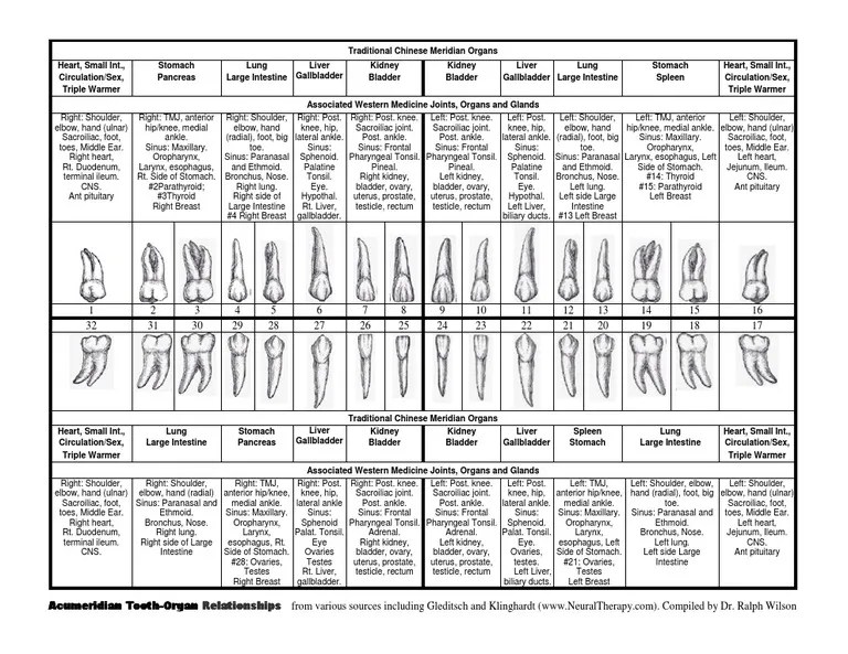 Tooth Organs Chart Gallbladder Elbow Free 30day Trial Scribd