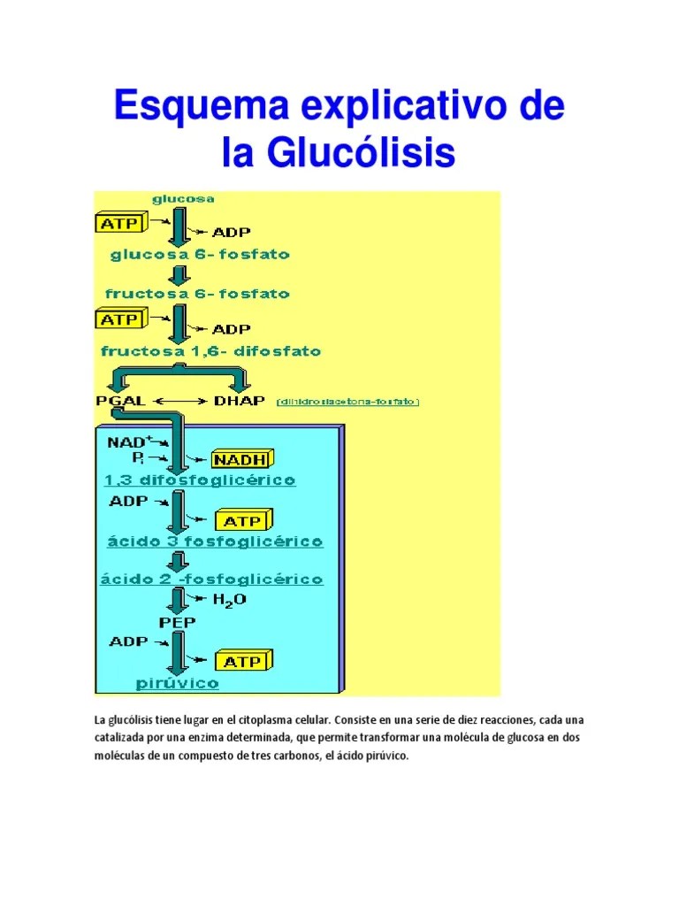 Esquema explicativo de la Glucólisis