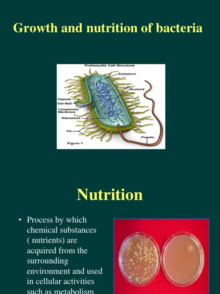 Growth and nutrition of bacteria.ppt Bacteria Metabolism