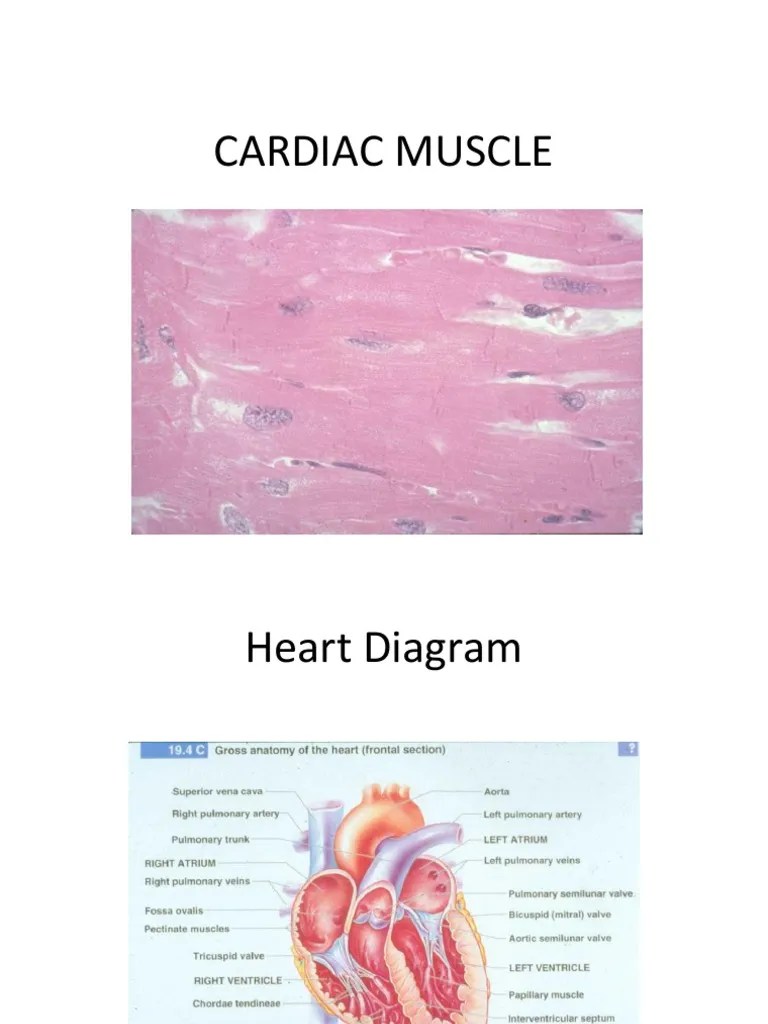 CARDIAC MUSCLE.ppt Cardiac Muscle Muscle Contraction