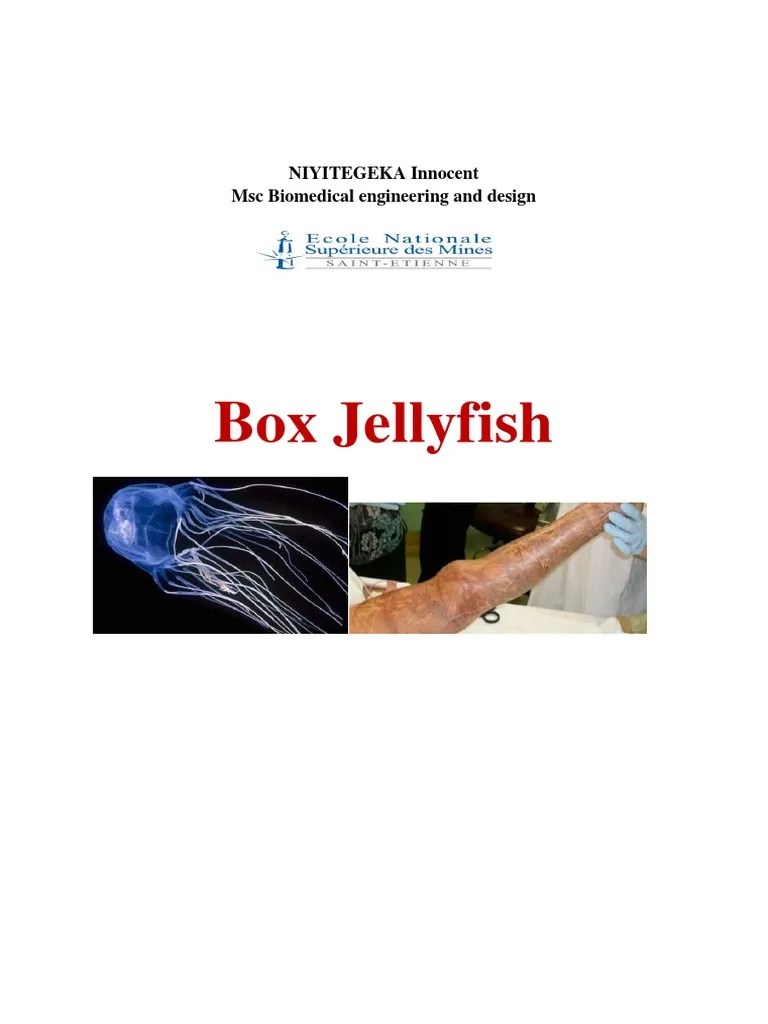 Box Jellyfish PDF Zoology Organisms