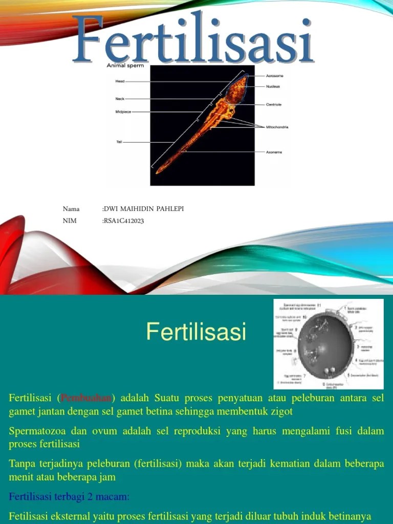 Fertilisasi | PDF