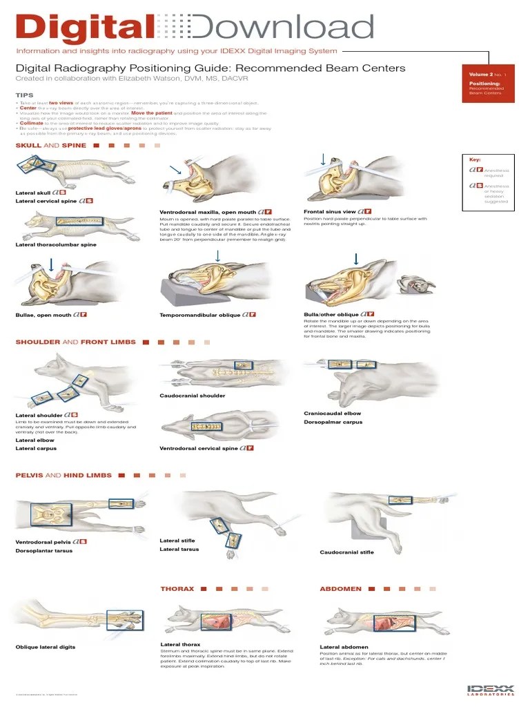 Radiographic Positioning Dog Anatomical Terms Of Location Vertebral
