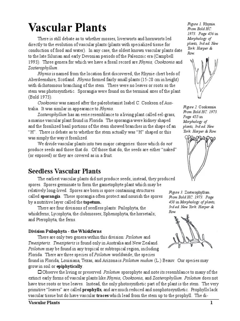 Vascular Plants Flowers Plant Stem Free 30day Trial Scribd