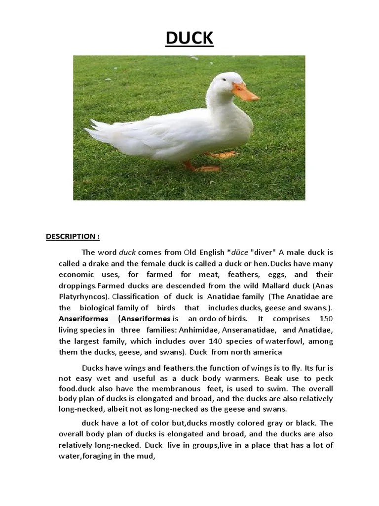 Report Text About Duck1 PDF Duck Anatidae