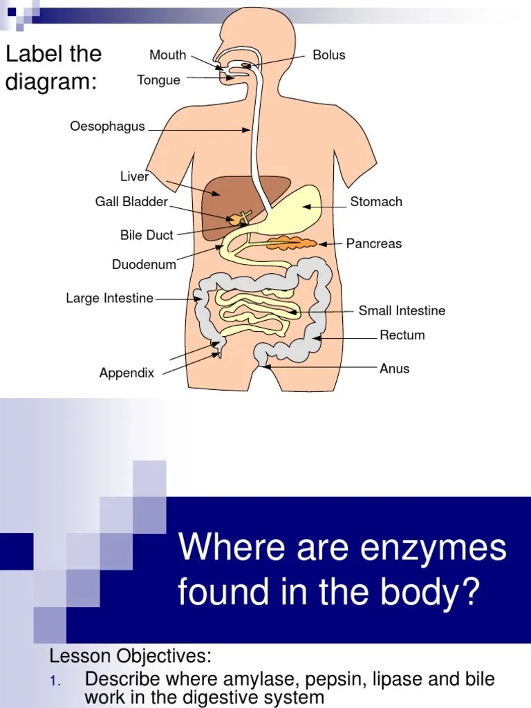 enzymes in digestion Digestion Human Digestive System