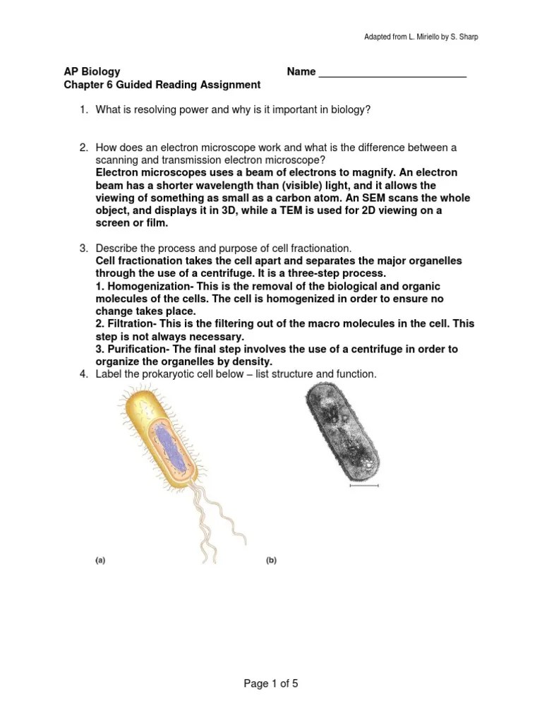 Ch6Bio Endoplasmic Reticulum Extracellular Matrix