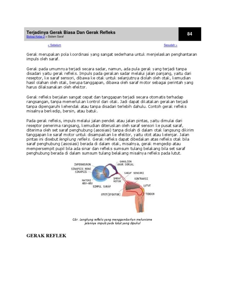 Jelaskan Mekanisme Jalannya Impuls Pada Gerak Refleks Seputar Jalan