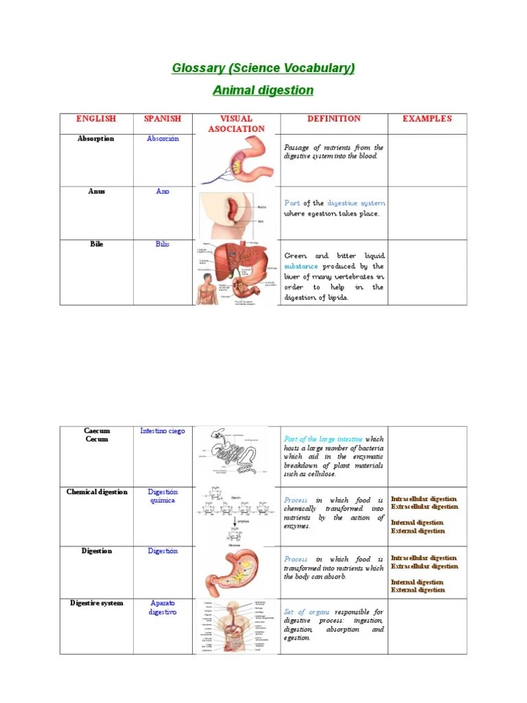Animal Digestion (Definitions) Digestion Gastrointestinal Tract