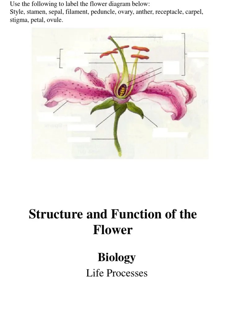 structure and function of the flower powerpoint Flowers Petal