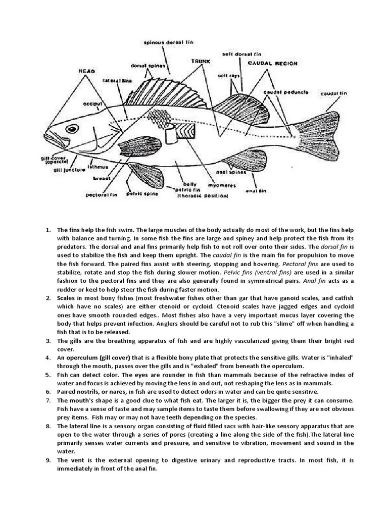External Parts of Fish and Uses Fish Aquatic Organisms