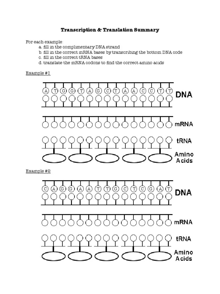 Transcription and Translation Worksheet 2