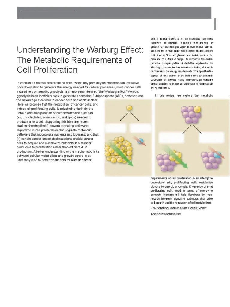 Warburg Effect Metabolism Cellular Respiration