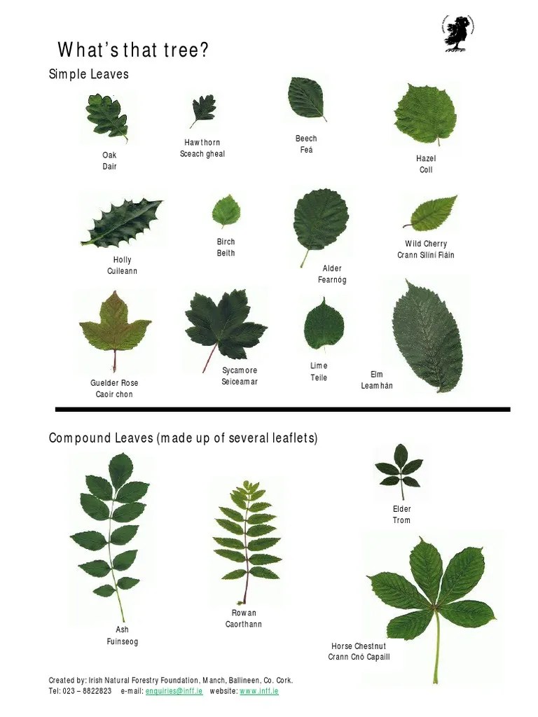 tree identification guide Trees Beech