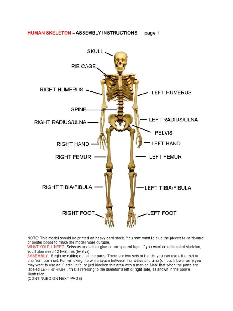 Human Skeleton Instructions | PDF | Skeleton | Skeletal System