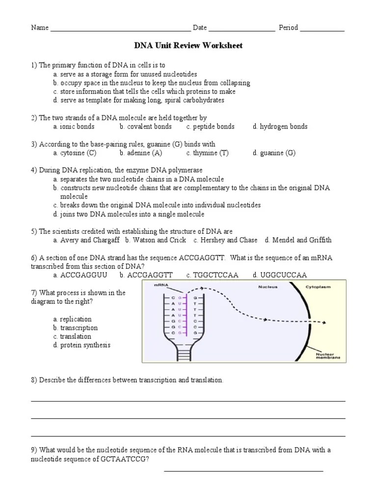 Fajarv Protein Synthesis Review Worksheet Answer Key