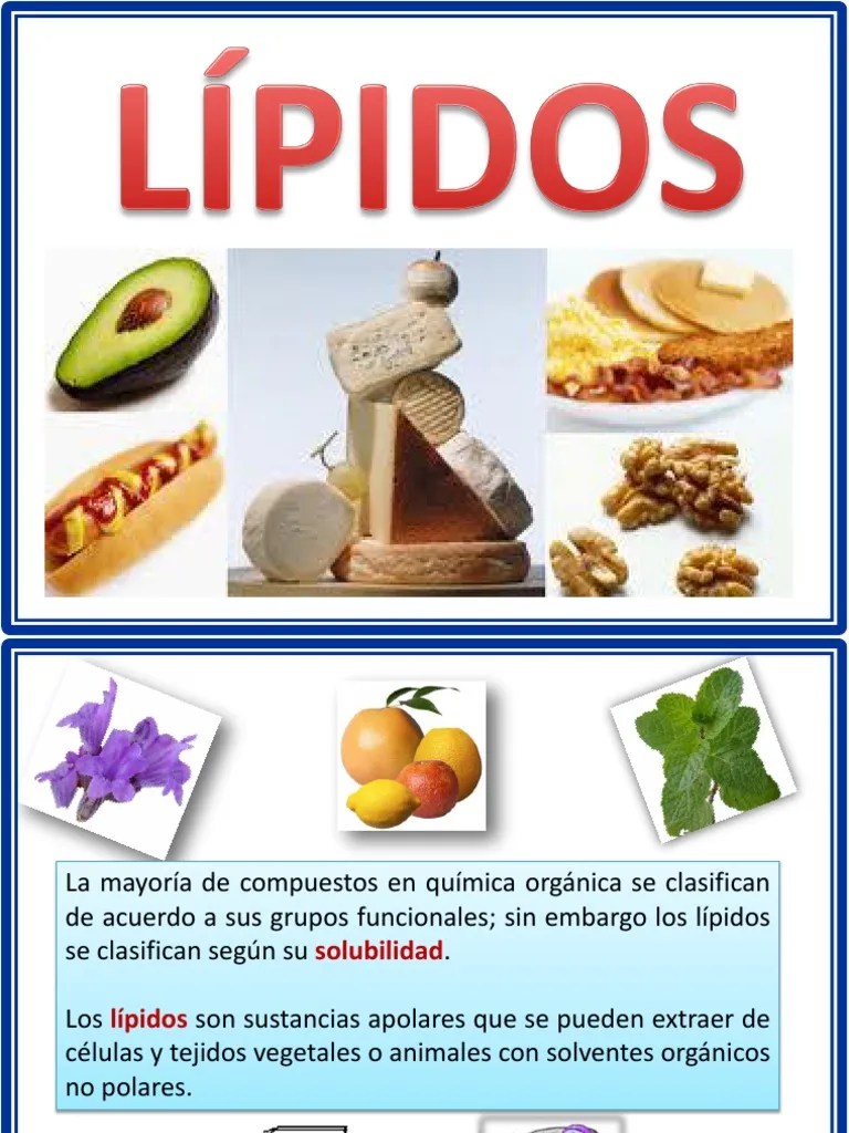 13. Lipidos