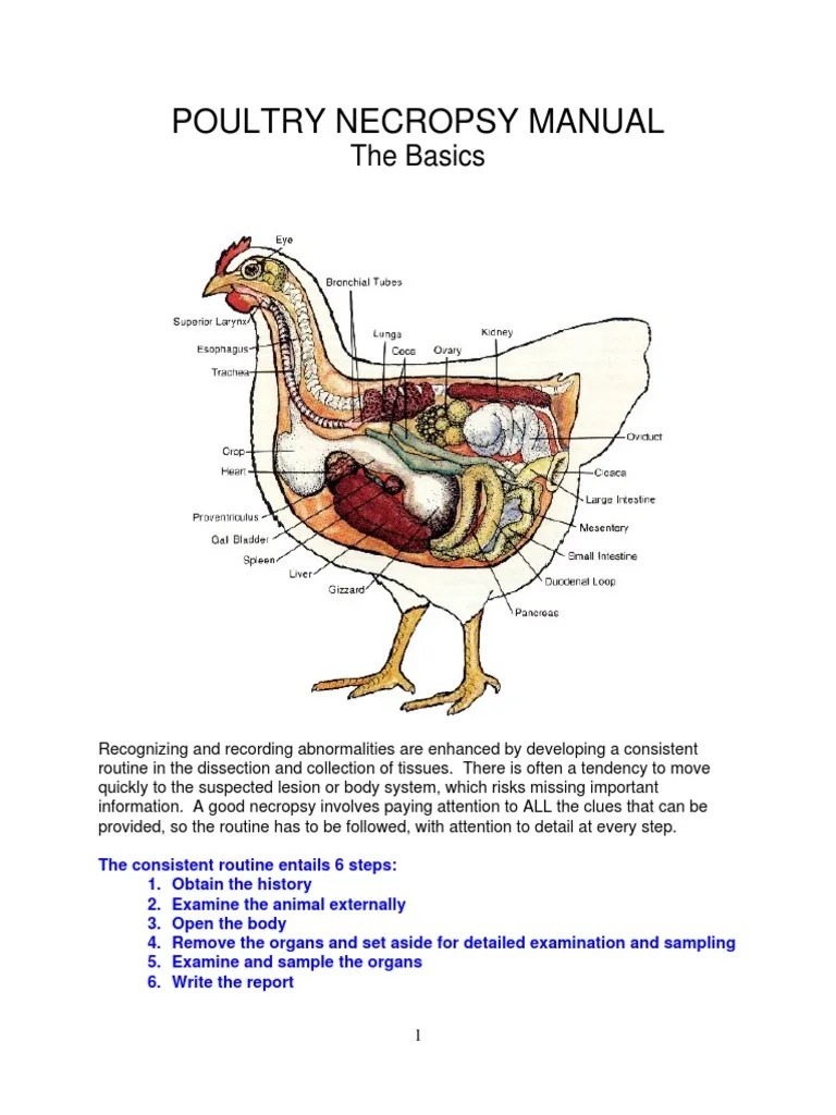 PoultrynecropsyManual.pdf Organ (Anatomy) Gastroenterology