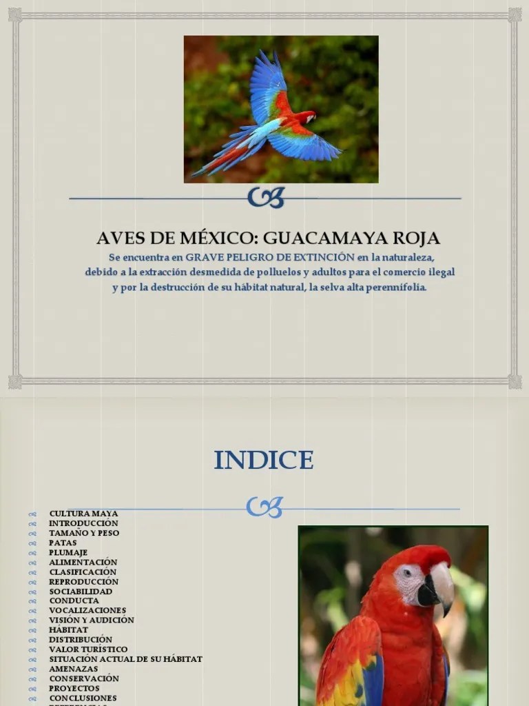 Guacamaya Roja Pluma Color