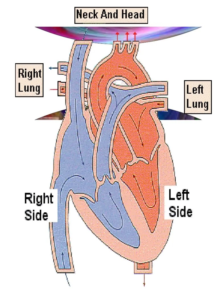 Myocardial Ischemia Disease Heart Valve Coronary Artery Disease