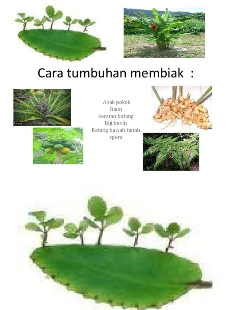 gambar tanaman mimosa pudica