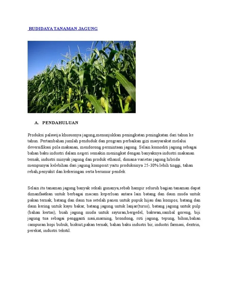 Budidaya Tanaman Jagung PDF