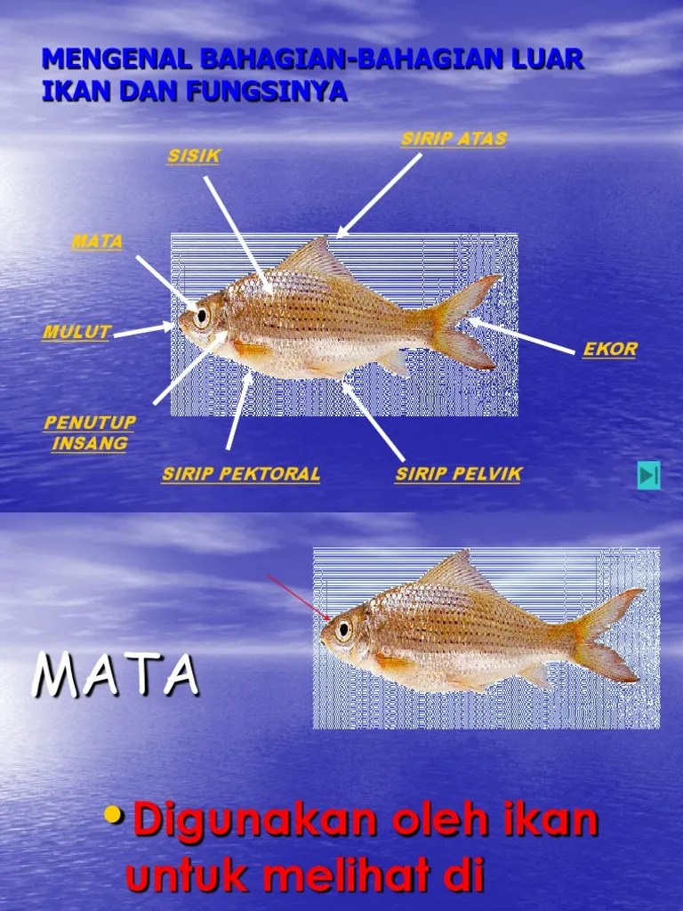 Fungsi Badan Ikan | PDF