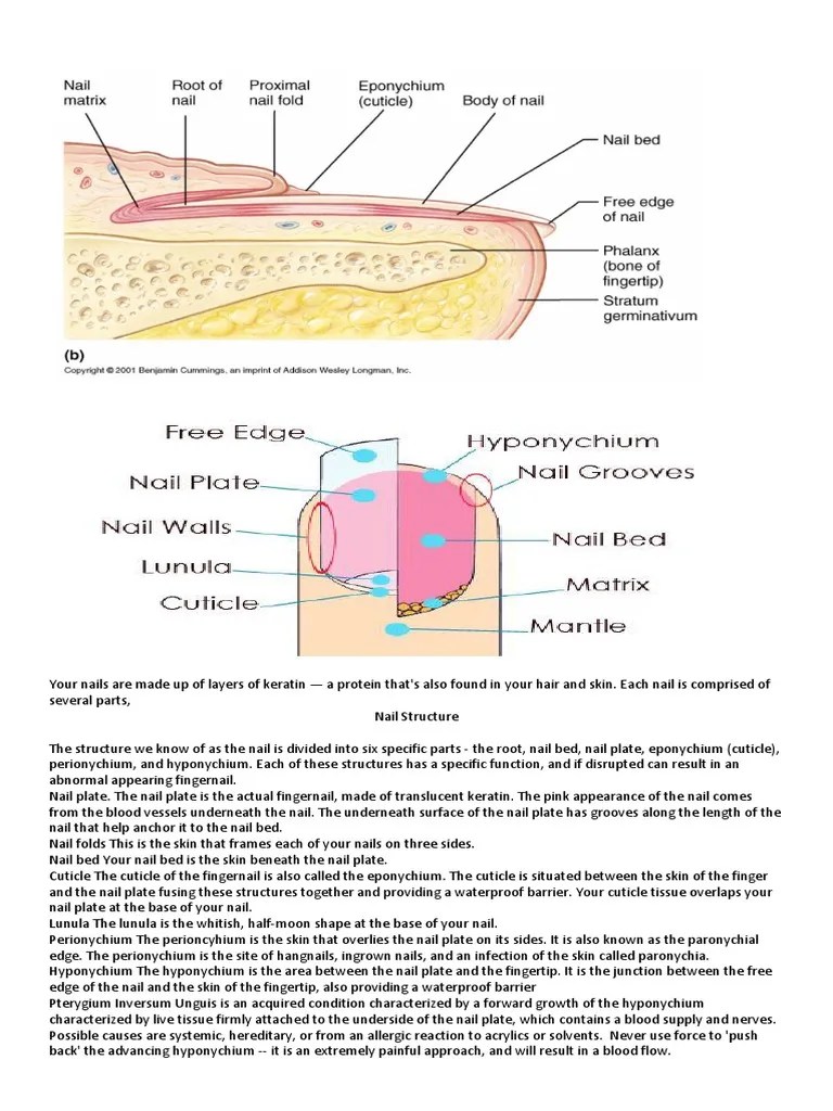 Your Nails Are Made Up of Layers of Keratin Nail (Anatomy) Foot