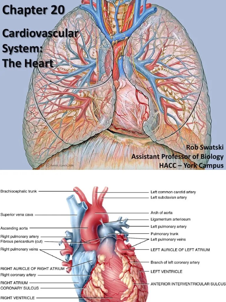 heart anatomy and physiology.pdf Heart Valve Ventricle