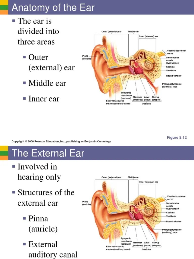 The ear is divided into three areas Outer (external) ear Middle ear