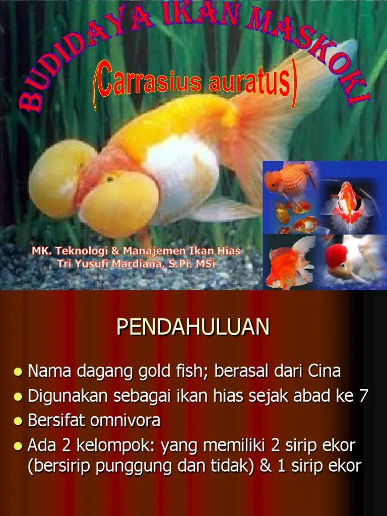 Budidaya Ikan Maskoki