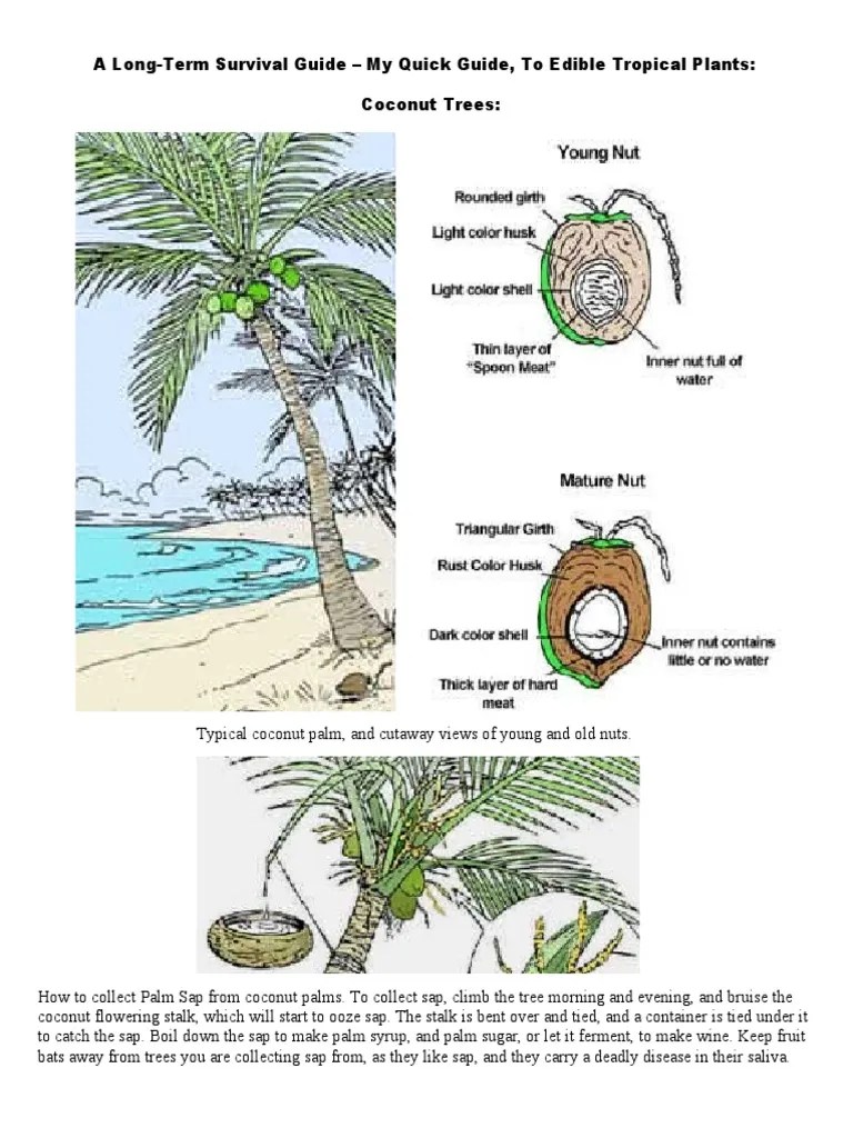A LongTerm Survival Guide My Quick Guide To Edible Tropical Plants