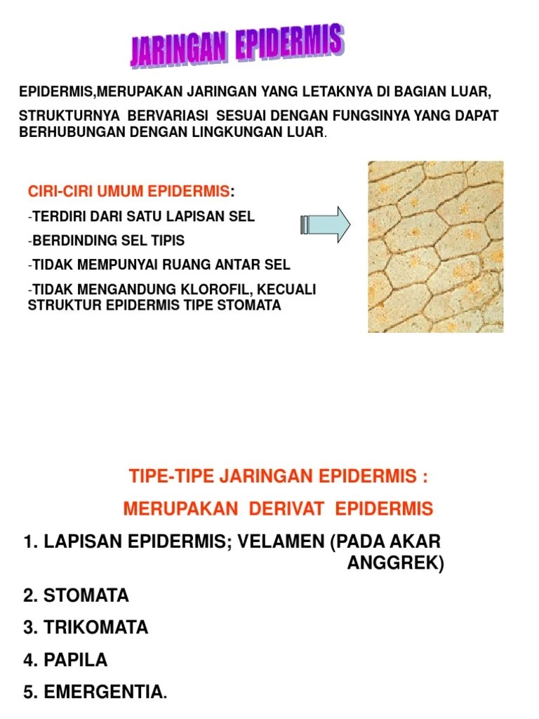 Ciri Ciri Dan Fungsi Jaringan Epidermis Ini Cirinya
