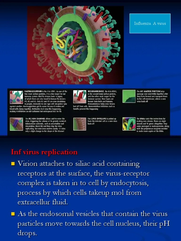 Antiviral Drugs Interferon Virus