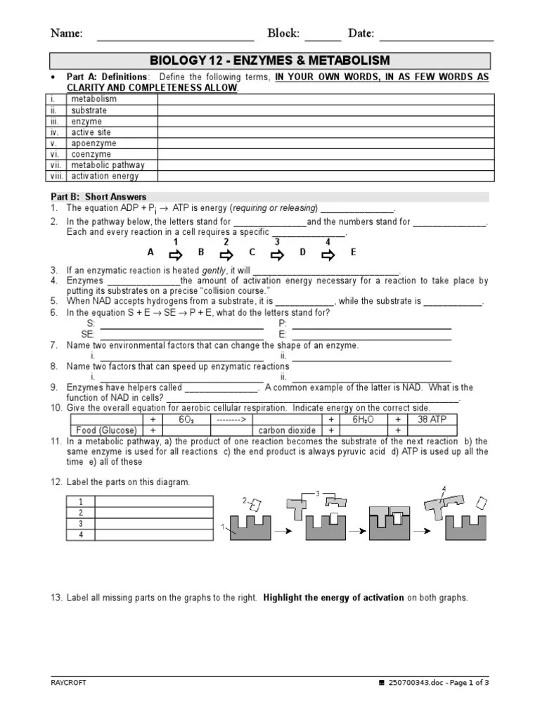 worksheet enzymes review Enzyme Metabolic Pathway